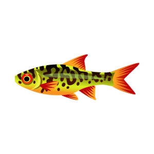 Swamp Rasbora